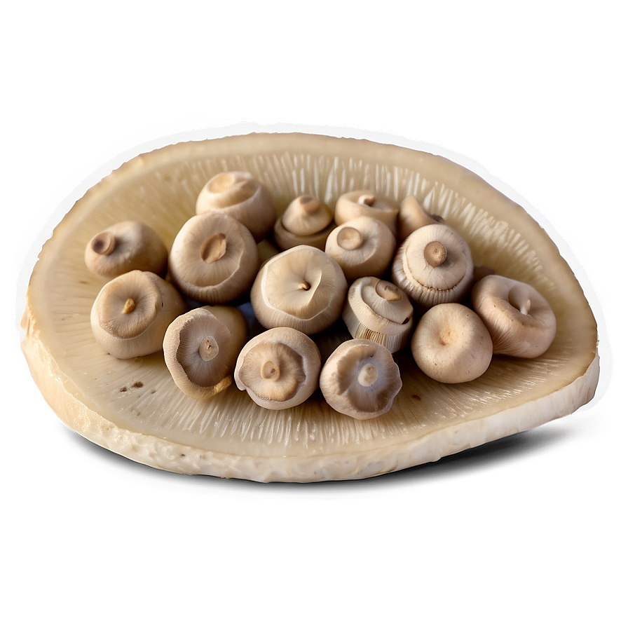 Fermented Mushrooms Png Lmc PNG Image