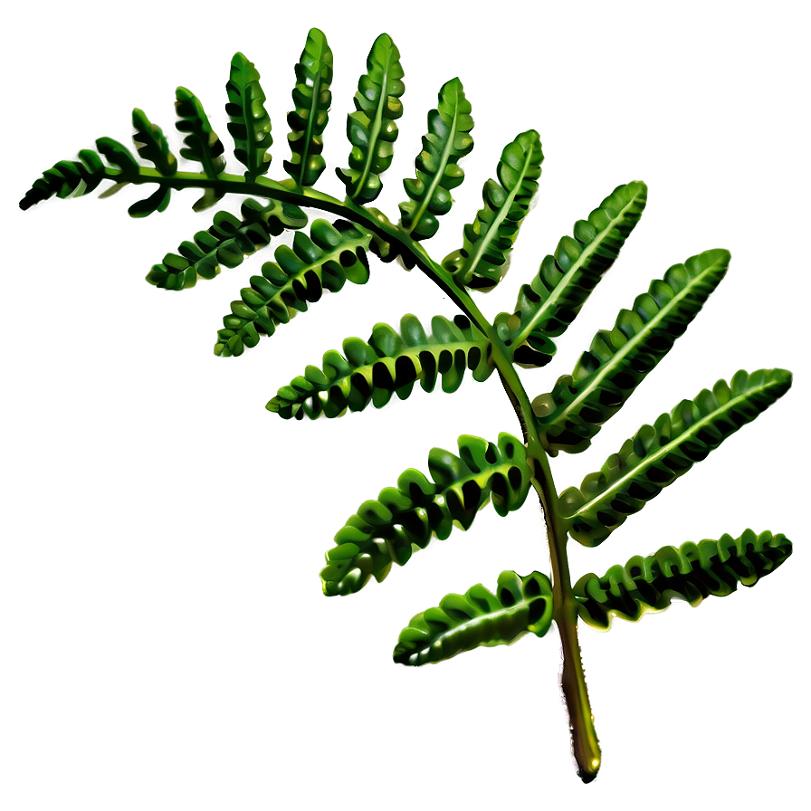 Fern Leaf Close-up Detail Png Qmh42 PNG Image