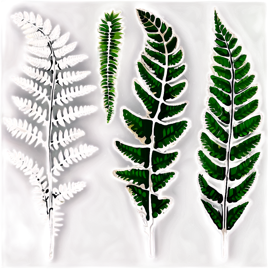 Fern Leaf Fossil Impression Png 06282024 PNG Image