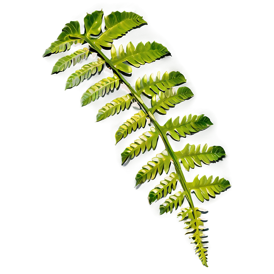 Fern Leaf In Natural Habitat Png Cwh65 PNG Image