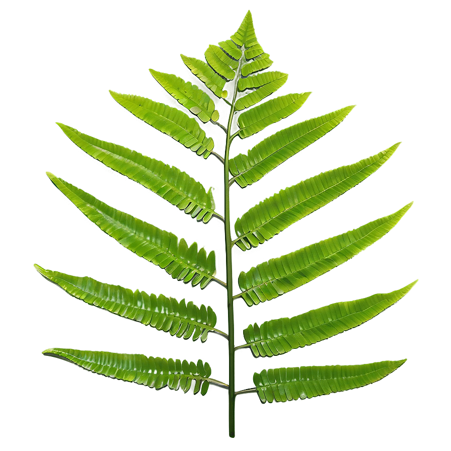 Fern Leaf Outline Png 06282024 PNG Image