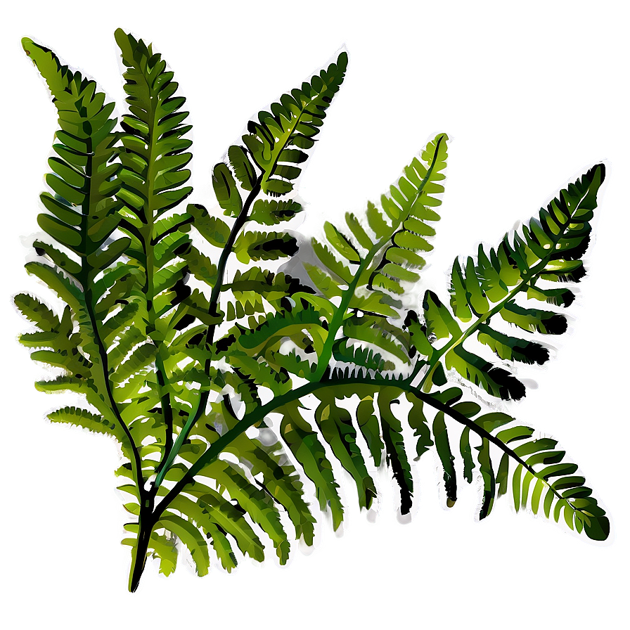 Fern Leaf Outline Png Mbu24 PNG Image