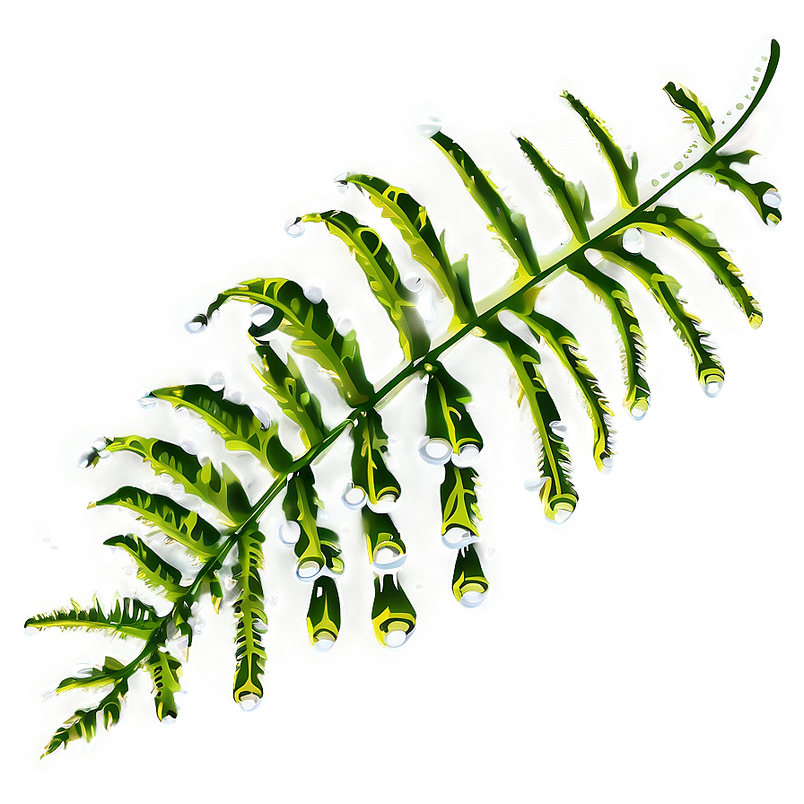 Fern Leaf With Dew Drops Png 75 PNG Image