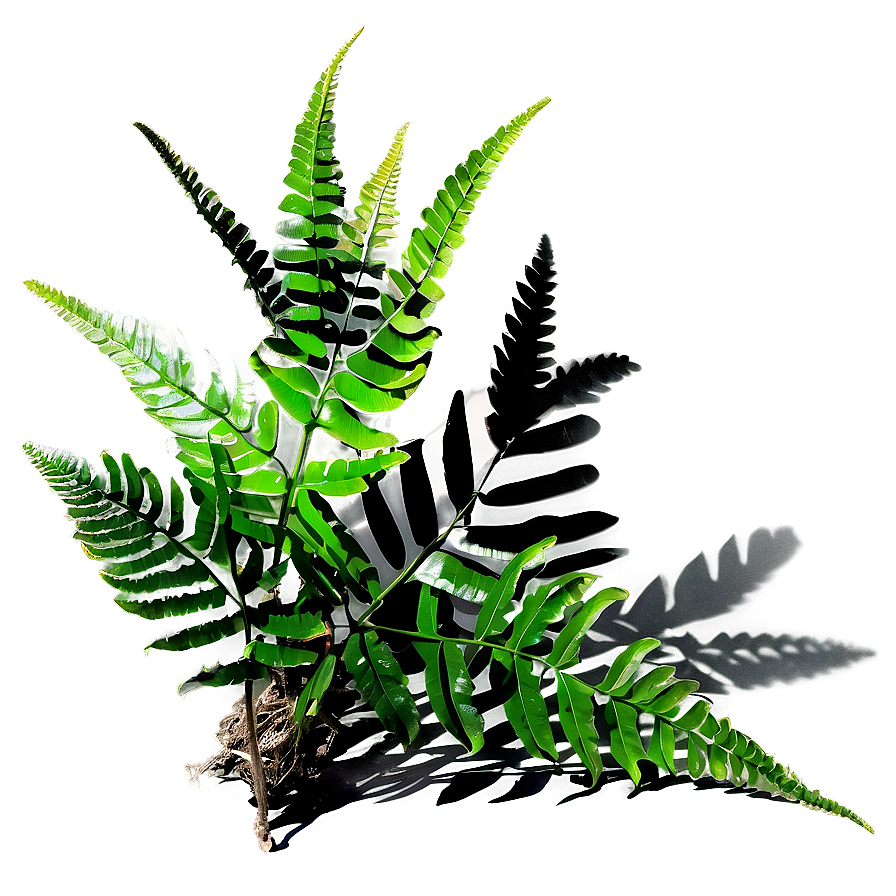 Fern Plant Shadow Display Png 85 PNG Image