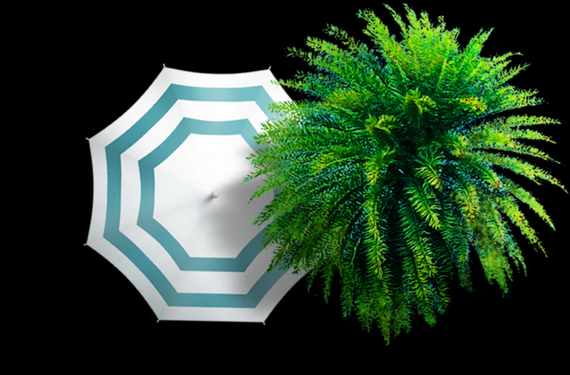 Fern Sheltered By Umbrella PNG Image