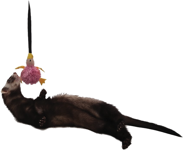 Ferret Playing With Toy PNG Image