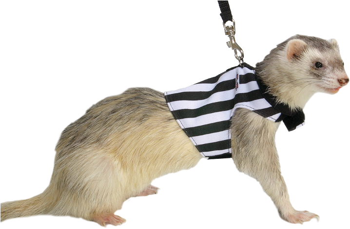 Ferretin Striped Harness PNG Image