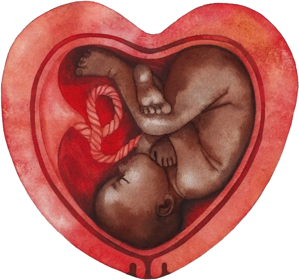 Fetal_ Embrace_in_ Heart_ Shaped_ Womb PNG Image