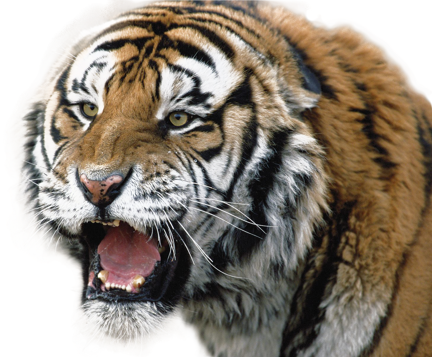 Fierce Tiger Growling PNG Image