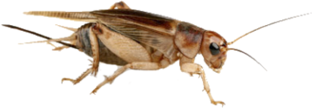 Firefly_ Closeup.png PNG Image