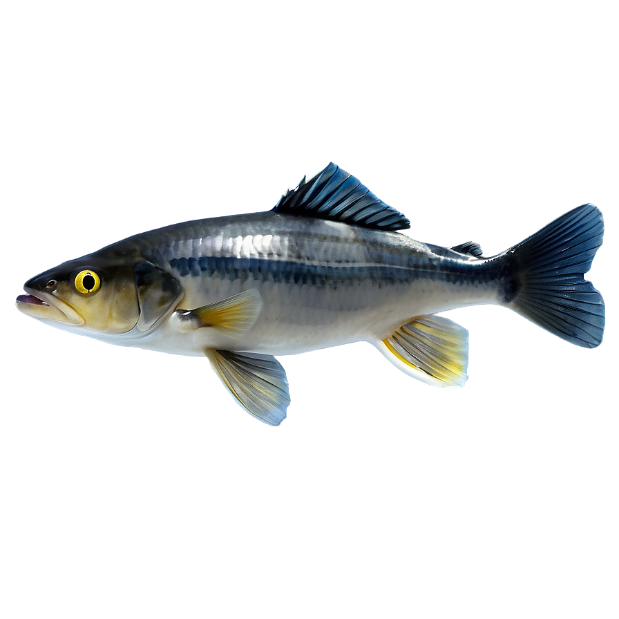 Fish B PNG Image