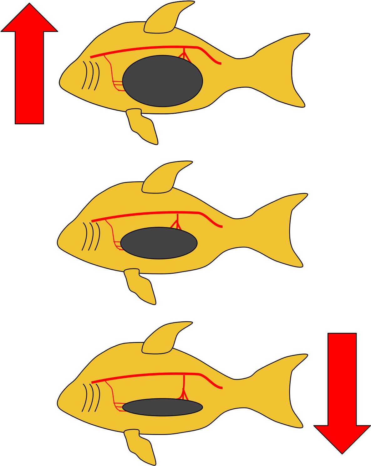 Fish Swimming Direction Change PNG Image