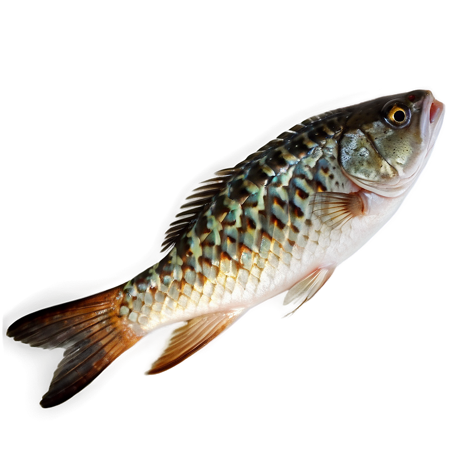 Fish Tail Png Fjm74 PNG Image