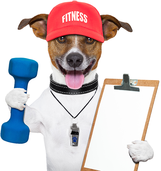 Fitness Dog Personal Trainer PNG Image