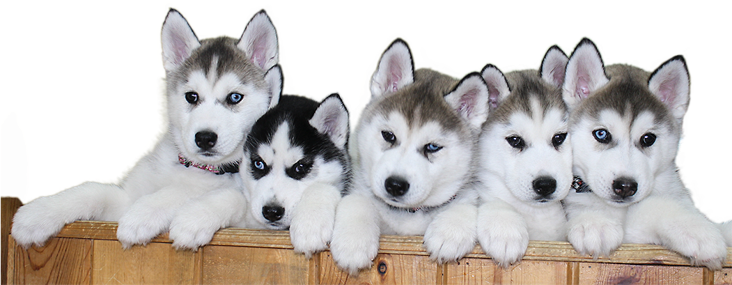 Five Husky Puppies Lined Up PNG Image