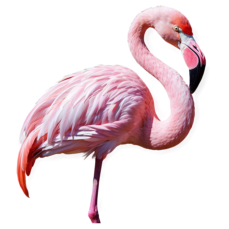 Flamingo And Stars Night Png Sgv34 PNG Image