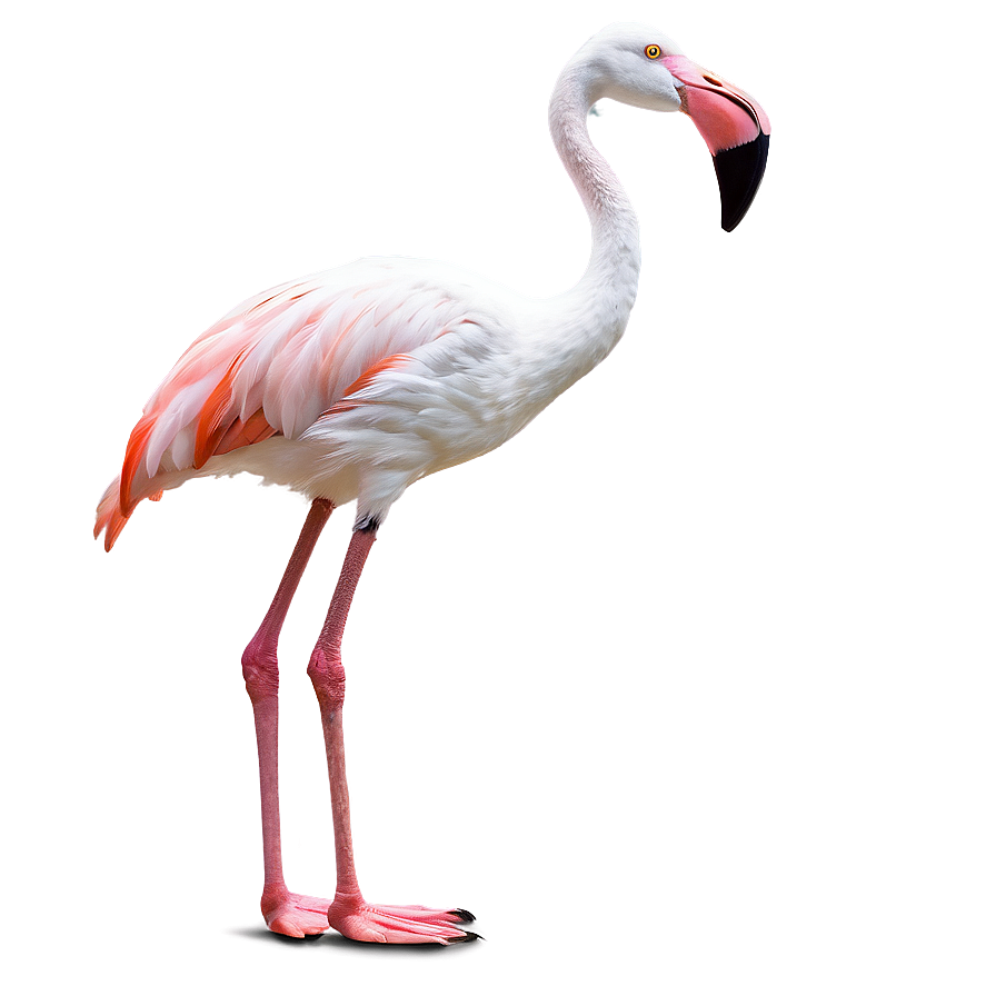 Flamingo Bird Stand Png 98 PNG Image