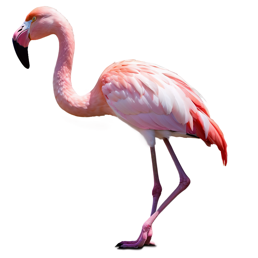 Flamingo In Fantasy Land Png 33 PNG Image