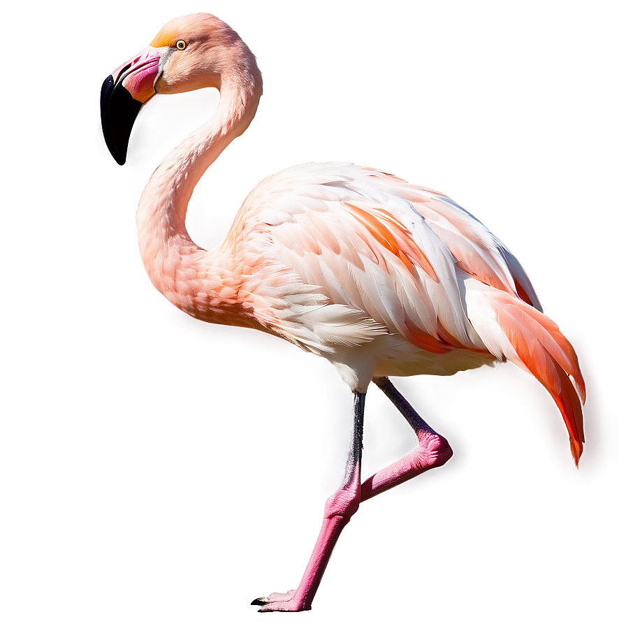 Flamingo In Flight Silhouette Png Gny PNG Image