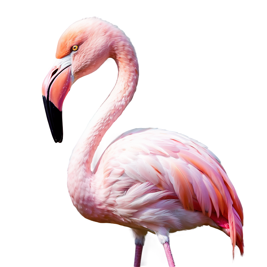 Flamingo In Pastel Colors Png 06292024 PNG Image