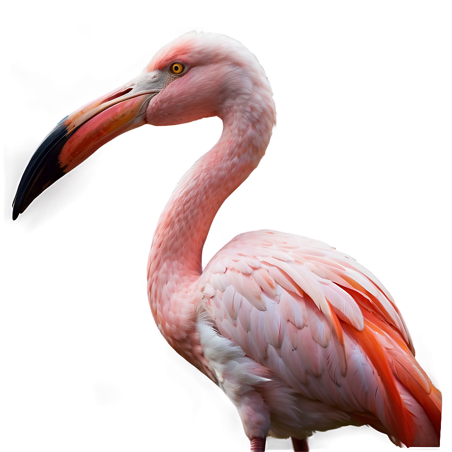 Flamingo Safari Adventure Png 60 PNG Image