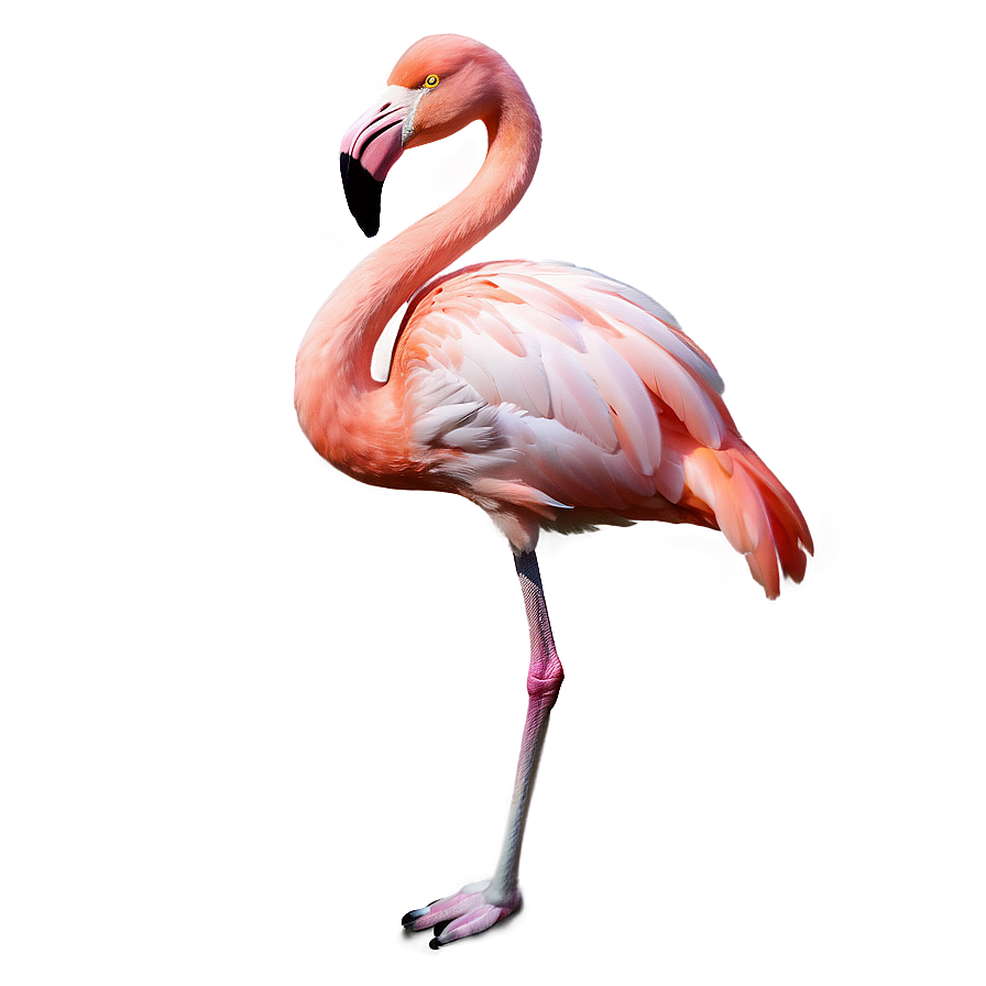 Flamingo With Flower Crown Png Xyr47 PNG Image