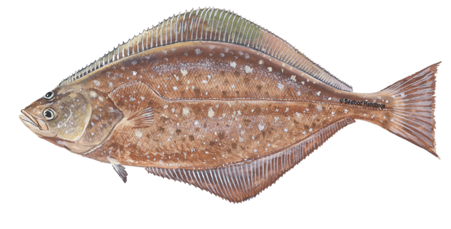 Flatfish Species Identification PNG Image