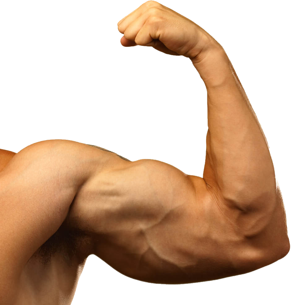 Flexed Bicep Muscular Arm.png PNG Image