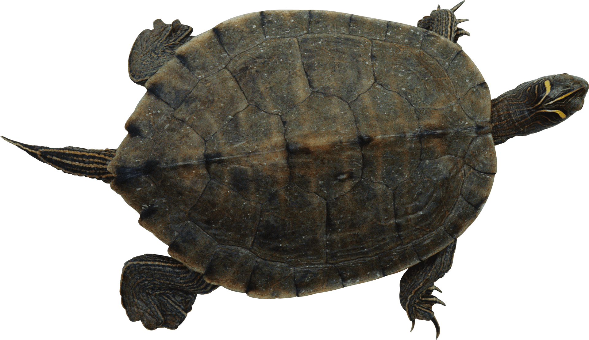 Floating Turtle Transparent Background PNG Image