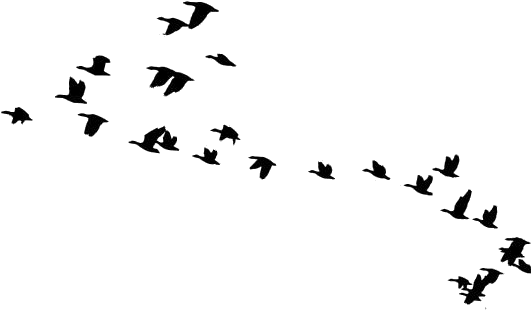 Flock_of_ Birds_ Silhouette_ Flying PNG Image