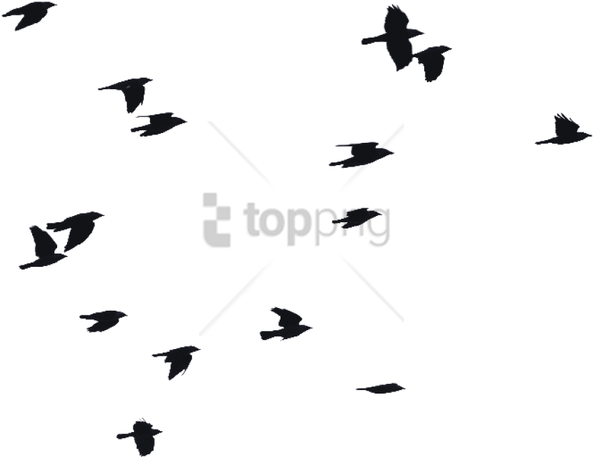 Flock_of_ Birds_ Silhouette_ Pattern.png PNG Image