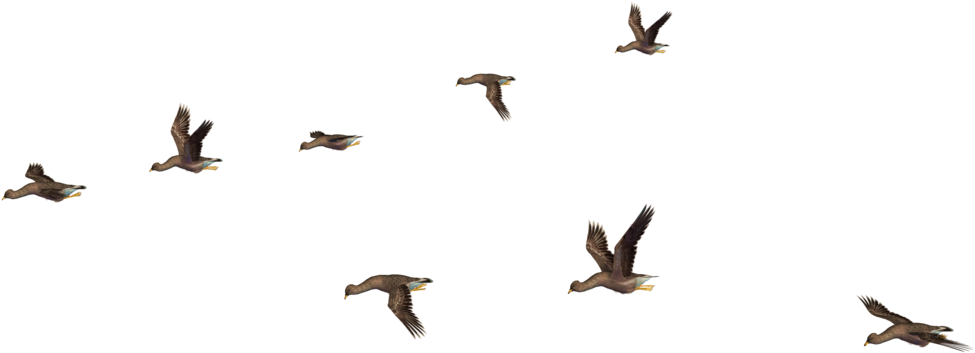 Flockof Black Birdsin Flight PNG Image