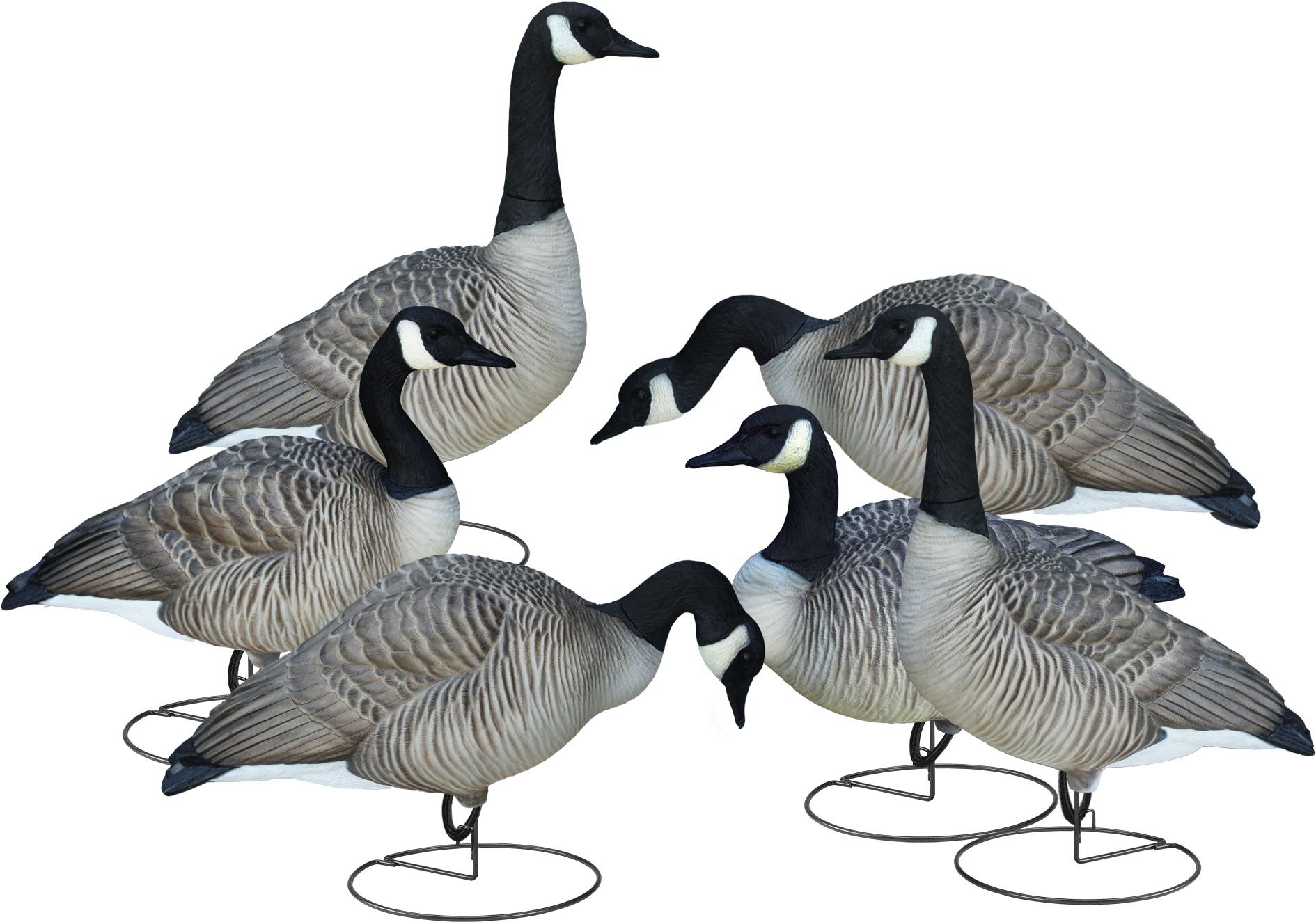 Flockof Geese Gathering PNG Image