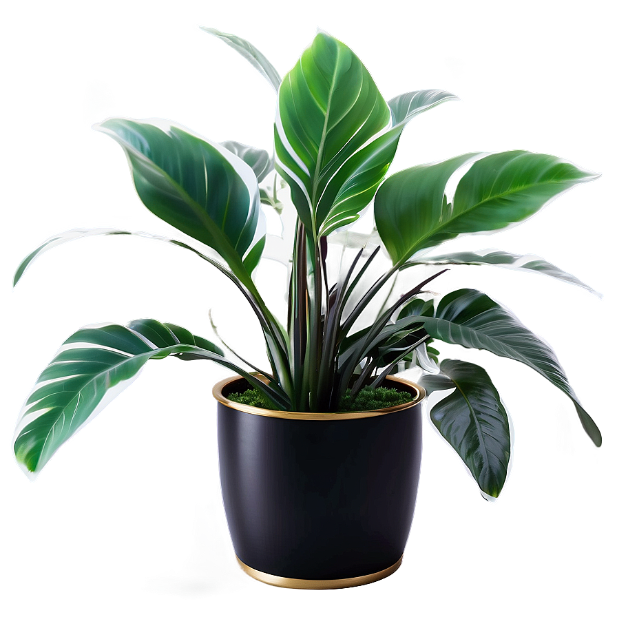 Floor Plant In Interior Png Cbt PNG Image