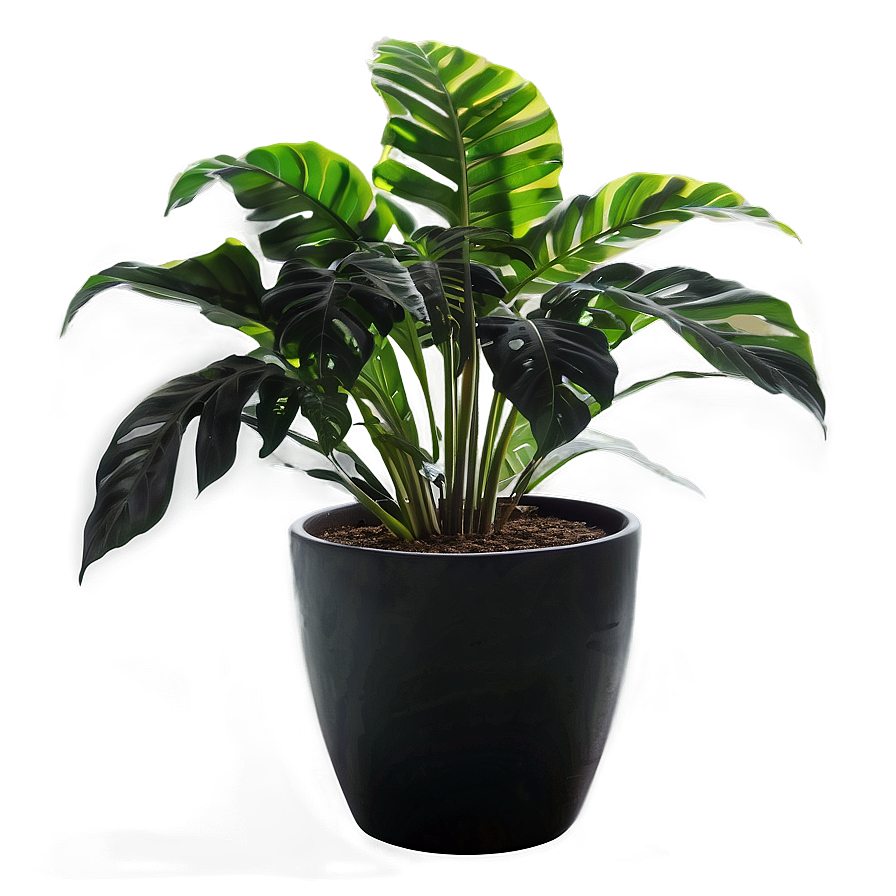 Floor Plant Silhouette Png 06282024 PNG Image