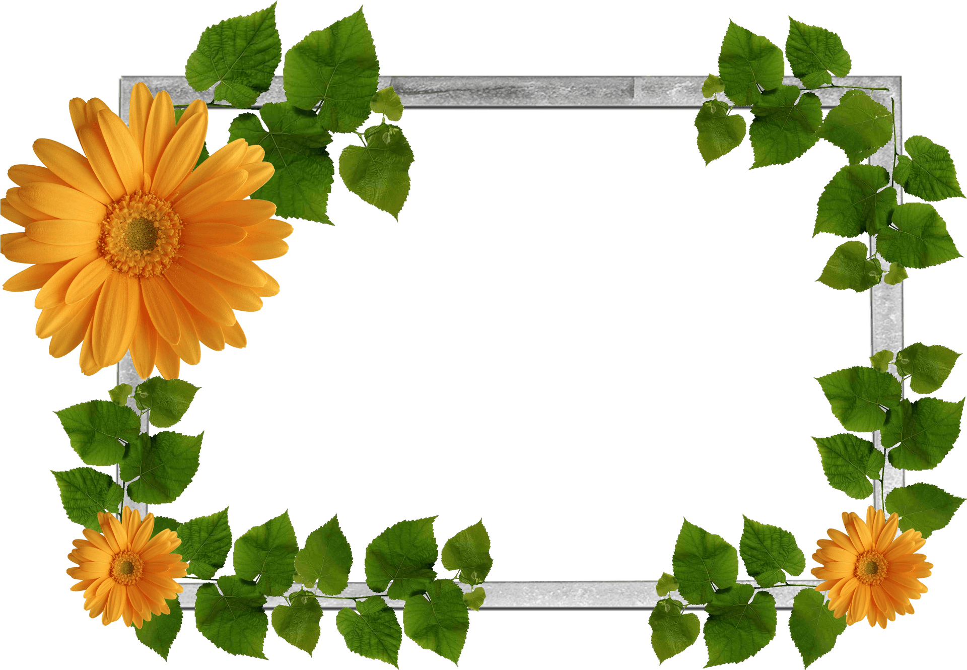 Floral Leaf Decorative Frame PNG Image