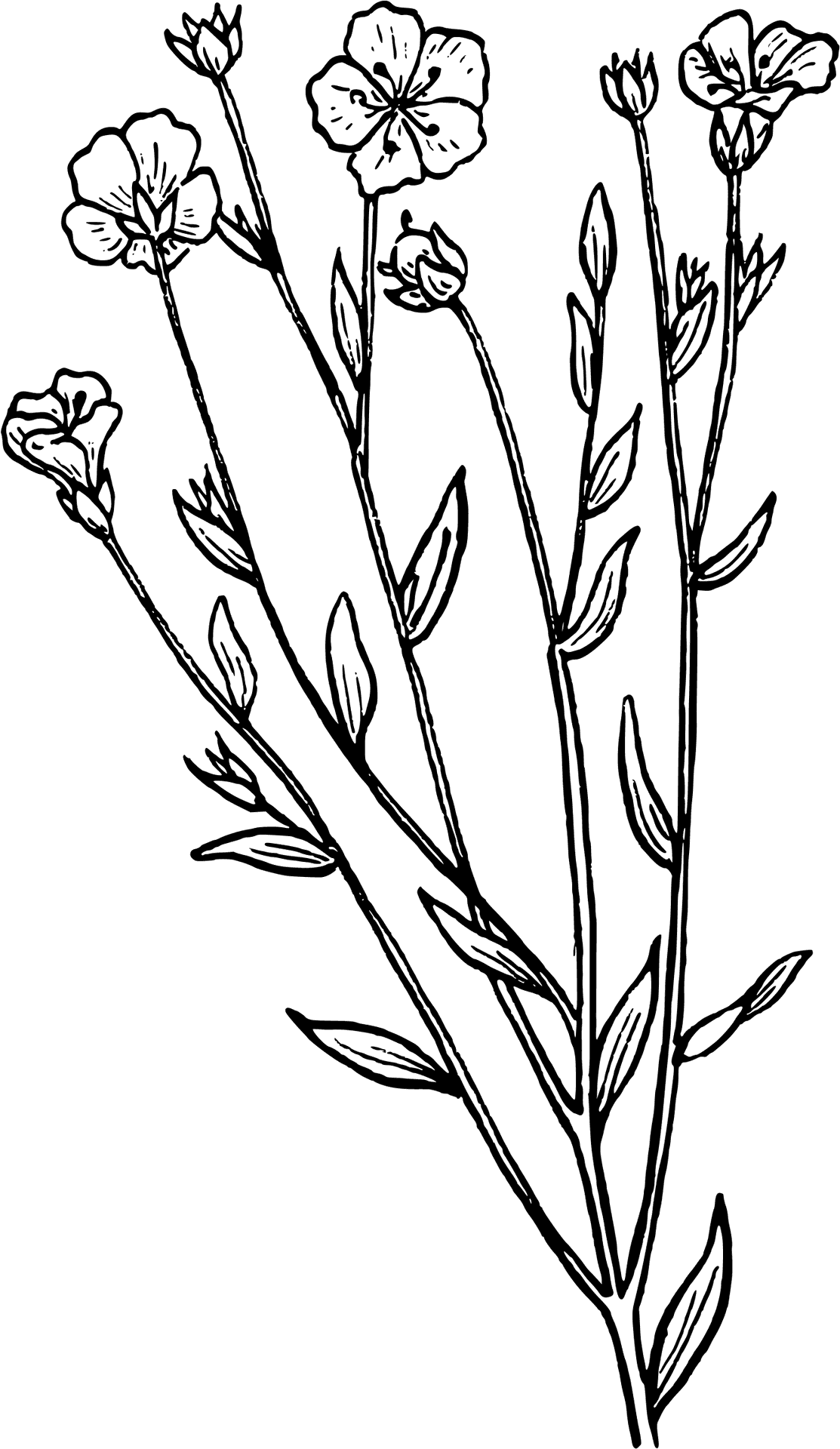 Floral_ Line_ Drawing PNG Image