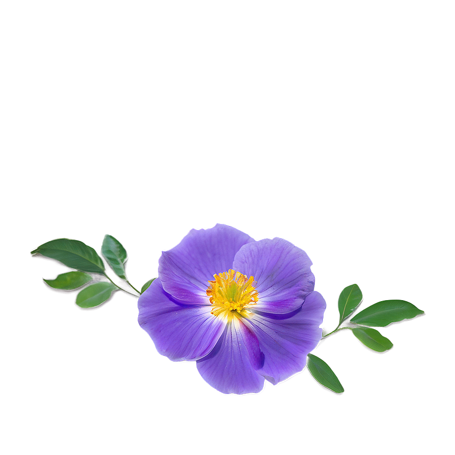 Flores Midday Bloom Png 41 PNG Image