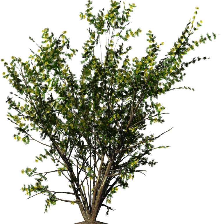 Flourishing Green Shrub.png PNG Image