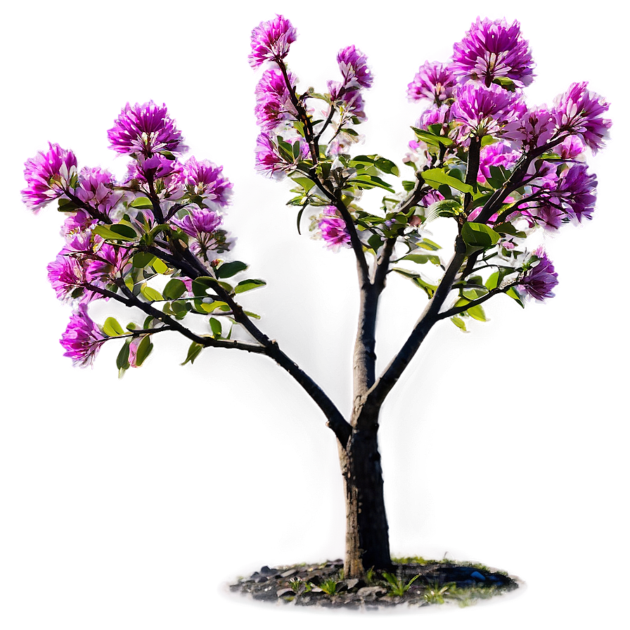 Flower Tree In Sunrise Png 27 PNG Image