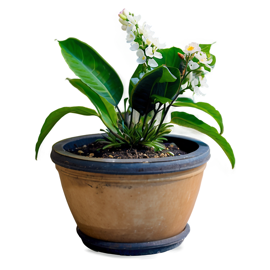 Flowering Plants Png 30 PNG Image