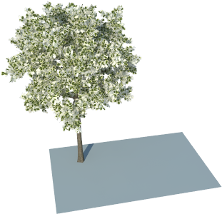 Flowering Tree3 D Model PNG Image