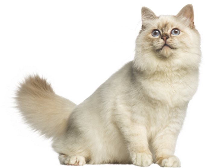 Fluffy Cream Colored Cat.png PNG Image