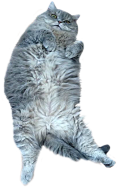 Fluffy Gray Cat Lying Back.png PNG Image