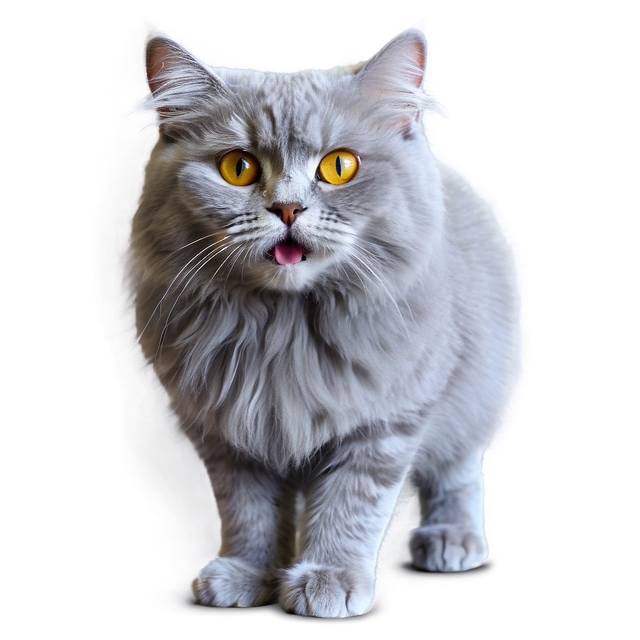 Fluffy Grey Cat Png Bxr44 PNG Image