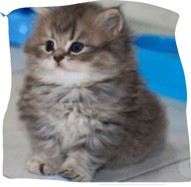 Fluffy Kitten Sitting PNG Image