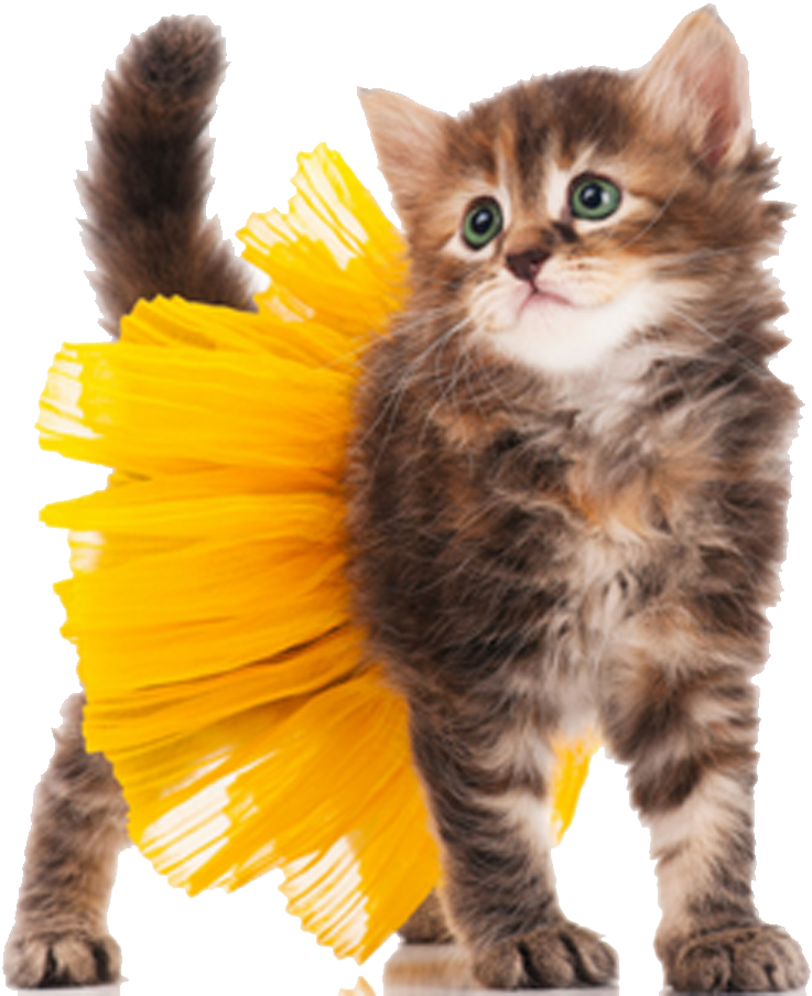 Fluffy Kitten With Yellow Brushstroke Tail PNG Image