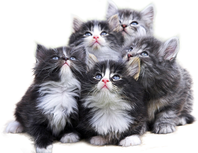 Fluffy Kittens Gazing Upward PNG Image