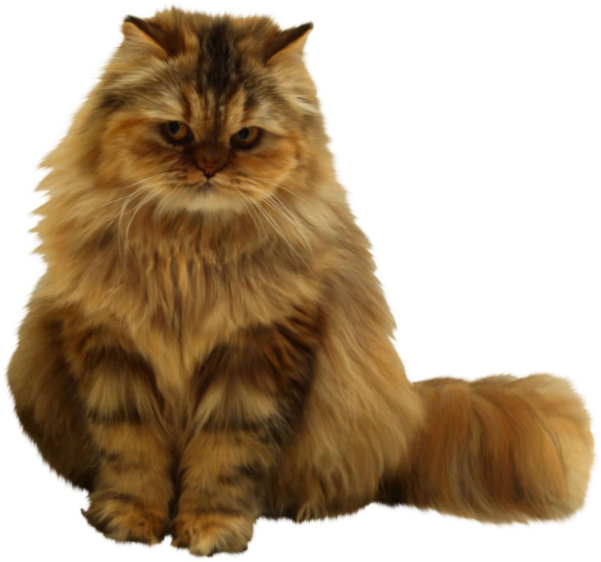 Fluffy Orange Cat Sitting PNG Image