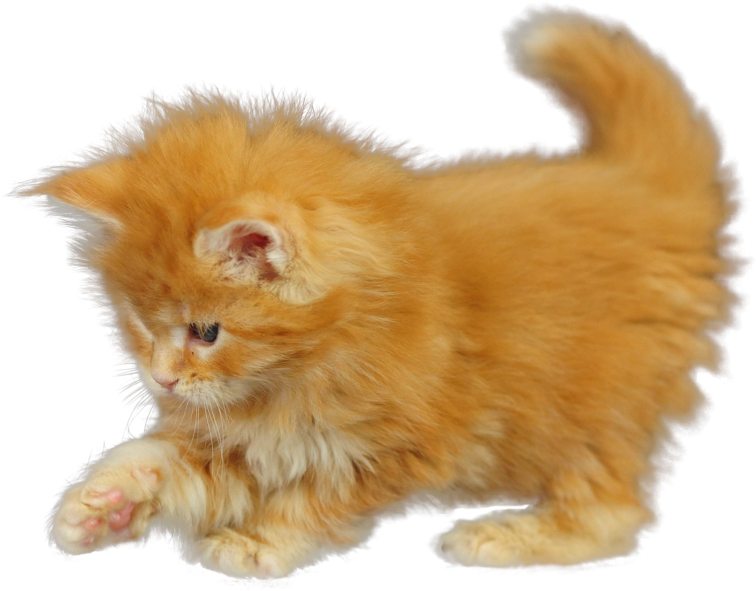 Fluffy Orange Kitten PNG Image